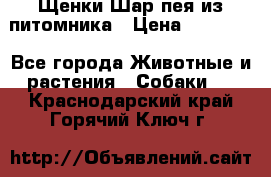 Щенки Шар пея из питомника › Цена ­ 25 000 - Все города Животные и растения » Собаки   . Краснодарский край,Горячий Ключ г.